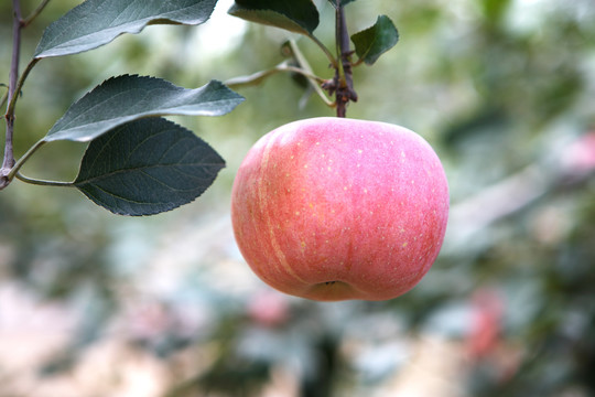 秋天枝头成熟的红苹果