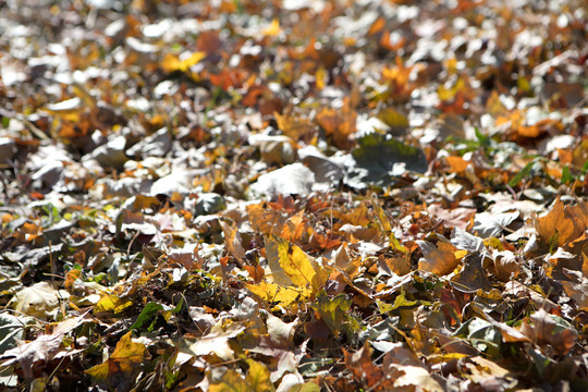 北方秋季地面上枯黄的落叶