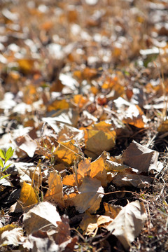 北方秋季地面上枯黄的落叶
