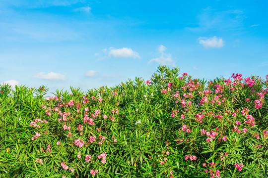 夹竹桃开花