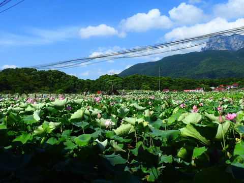 濂溪区彭家山村三叠泉荷花园