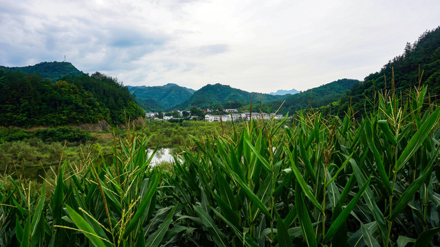 玉米地