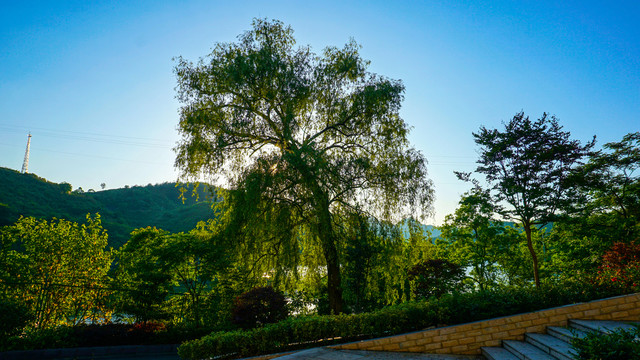 龙湖公园景色