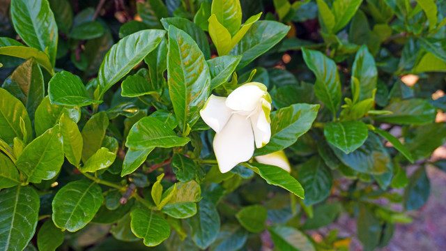 龙湖公园花