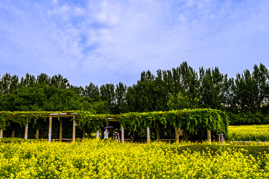 中国长春市长春公园盛开的油菜花