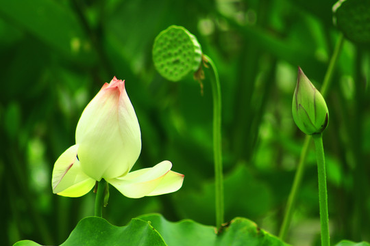 荷花