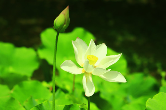 荷花