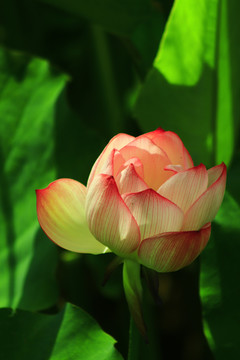 荷花