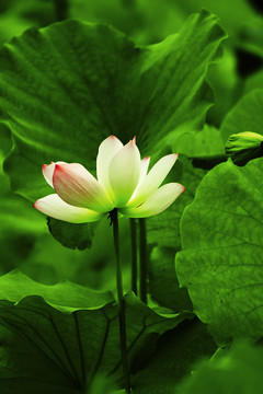 荷花