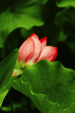 荷花