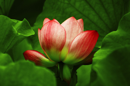 荷花