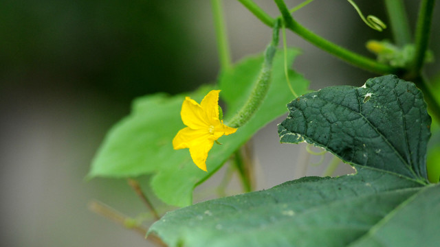 黄瓜花