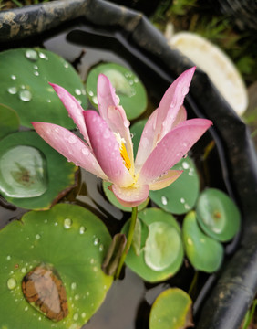 粉色碗莲