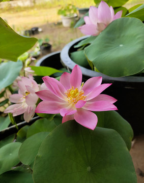 碗莲