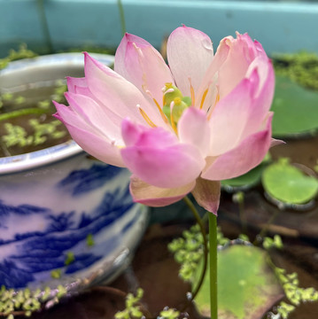 碗莲