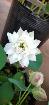 白莲花