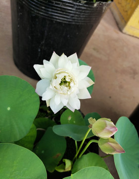 碗莲