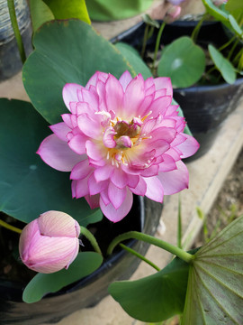 碗莲