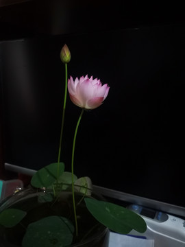 碗莲