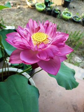 碗莲