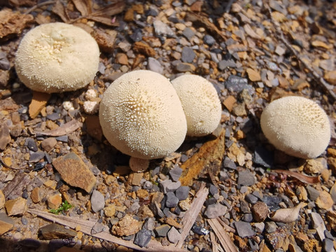 圆蘑菇