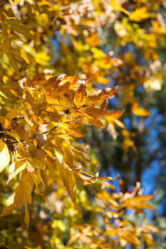 秋天枝头金黄色的树叶