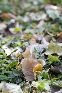 晚秋户外地面上枯黄的落叶