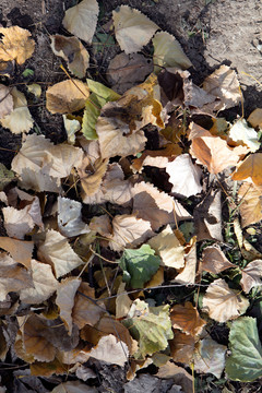 落叶铺满地的背景素材