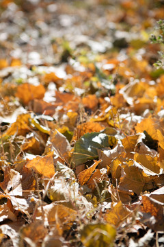 秋天地面上堆积厚厚的树叶