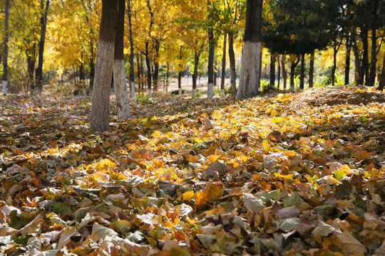 深秋公园里的树木和厚厚的落叶