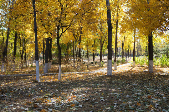 秋天金黄色的树林子