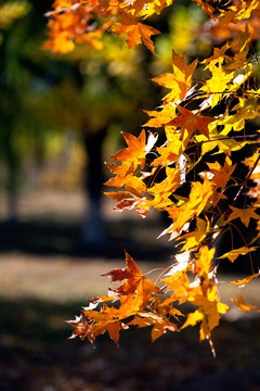 秋季漂亮的树叶