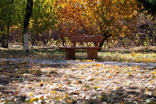 树林里满地的树叶和凳子