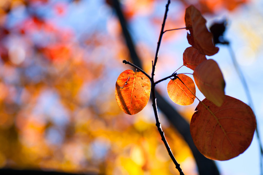 北方树枝上深秋的叶子