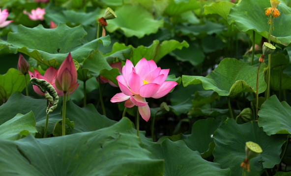 夏日荷花