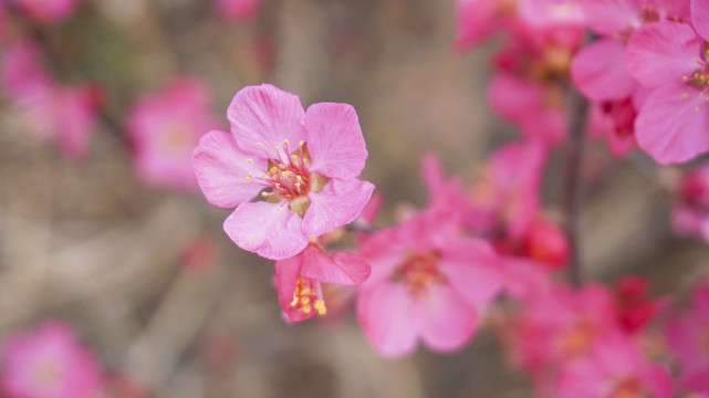 桃花