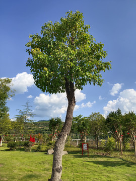 造型独特的樟树