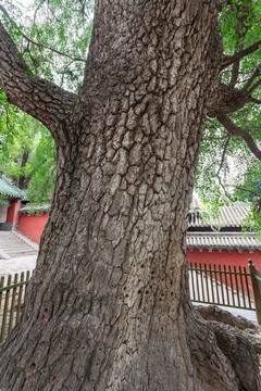 少林寺古树