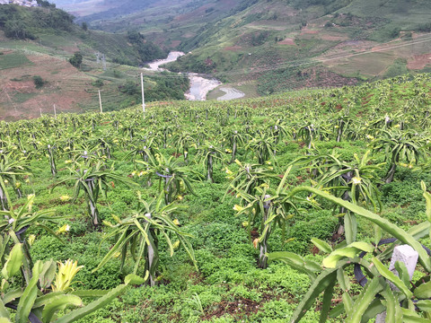 有机火龙果种植