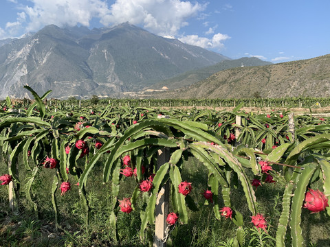 火龙果种植基地