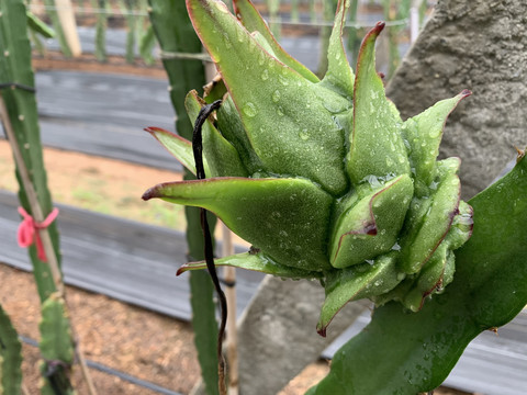 火龙果种植基地