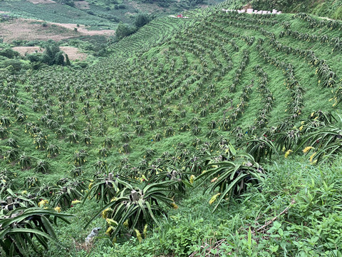 火龙果种植基地