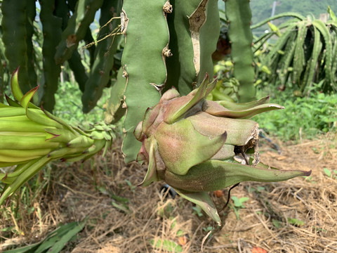 火龙果种植基地