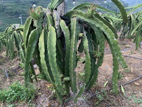 弱花火龙果