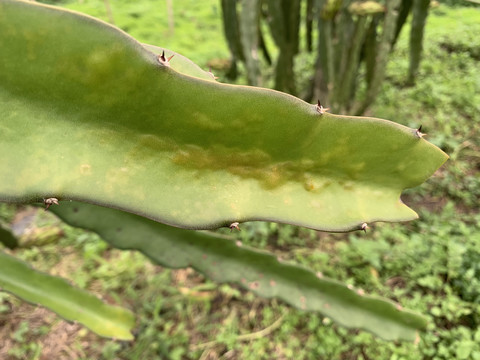 火龙果种植基地