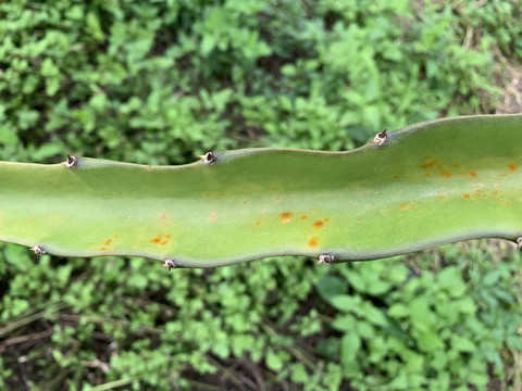 火龙果种植基地