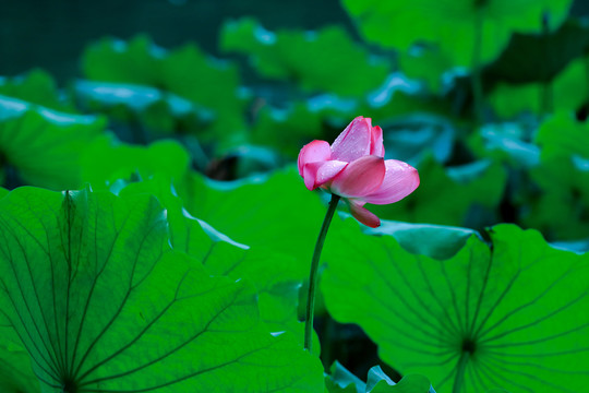 西湖荷花季