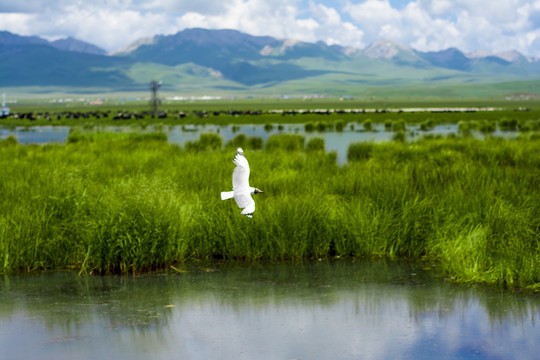 花湖