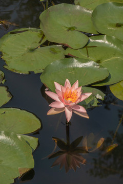 夏日莲花