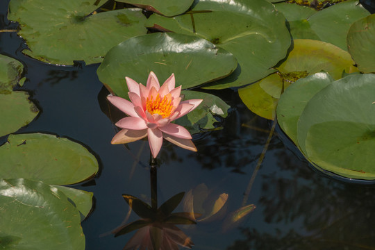 夏日莲花